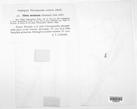 Ustilago striiformis image